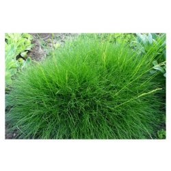 trawa Kostrzewa niedźwiedzie futro Tr19