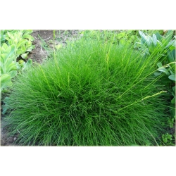 trawa Kostrzewa niedźwiedzie futro Tr19