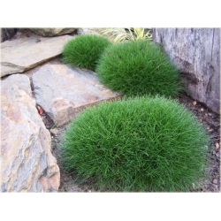 trawa Kostrzewa niedźwiedzie futro Tr19