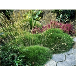 trawa Kostrzewa niedźwiedzie futro Tr19