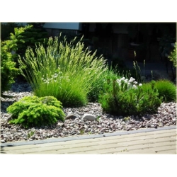 trawa Kostrzewa niedźwiedzie futro Tr19