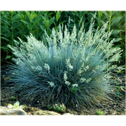 trawa Kostrzewa sina Tr20