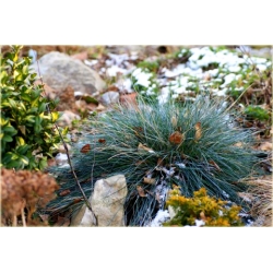 trawa Kostrzewa sina Tr20