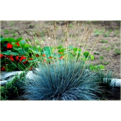 trawa Kostrzewa sina Tr20