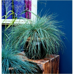 trawa Kostrzewa sina Tr20