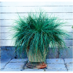 trawa Kostrzewa sina Tr20