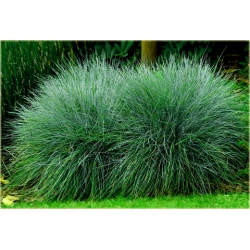 trawa Kostrzewa sina Tr20