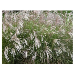 trawa Miskant chiński Tr14