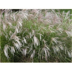trawa Miskant chiński Tr14