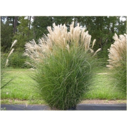 trawa Miskant chiński Tr14