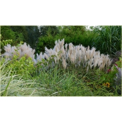 trawa Miskant chiński Tr14