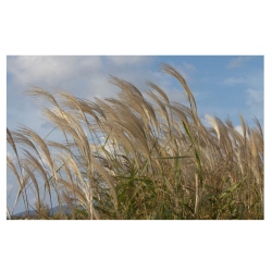 trawa Miskant cukrowy Tr21