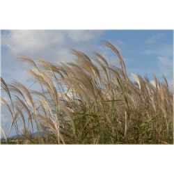 trawa Miskant cukrowy Tr21