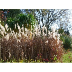 trawa Miskant cukrowy Tr21