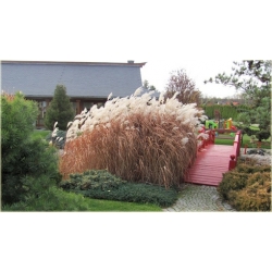 trawa Miskant cukrowy Tr21