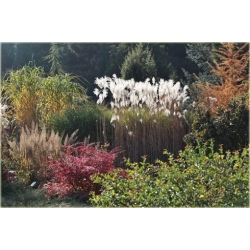 trawa Miskant cukrowy Tr21