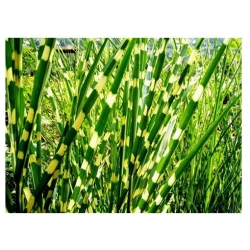 trawa Miskant Apache Tr12