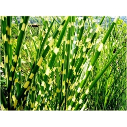 trawa Miskant Apache Tr12