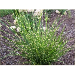 trawa Miskant Apache Tr12