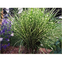 trawa Miskant Apache Tr12