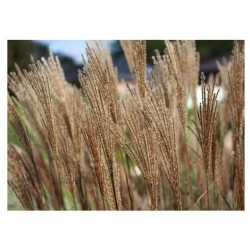 trawa Miskant Dronning Ingrid Tr15