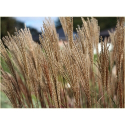 trawa Miskant Dronning Ingrid Tr15