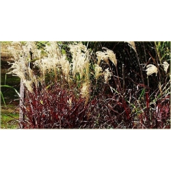 trawa Miskant Dronning Ingrid Tr15