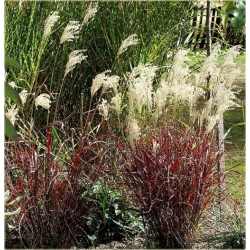 trawa Miskant Dronning Ingrid Tr15