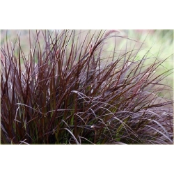 trawa Miskant Dronning Ingrid Tr15