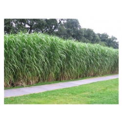 trawa Miskant Giganteus Tr13