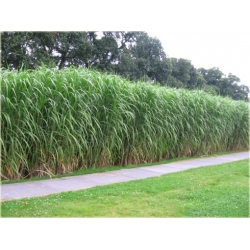 trawa Miskant Giganteus Tr13