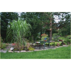 trawa Miskant Giganteus Tr13