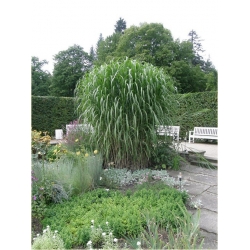 trawa Miskant Giganteus Tr13