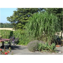 trawa Miskant Giganteus Tr13