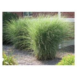 Miskant Morning Light Tr16