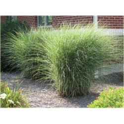 Miskant Morning Light Tr16