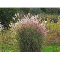 Miskant Morning Light Tr16