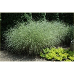 Miskant Morning Light Tr16