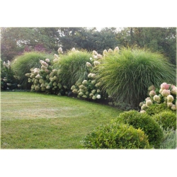 Miskant Morning Light Tr16