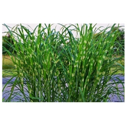 trawa Miskant Strictus Tr34