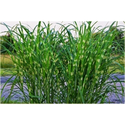 trawa Miskant Strictus Tr34