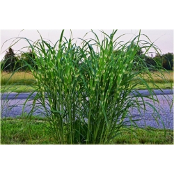 trawa Miskant Strictus Tr34