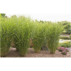 trawa Miskant Strictus Tr34