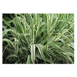 trawa Mozga trzcinowata Tr22