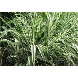 trawa Mozga trzcinowata Tr22