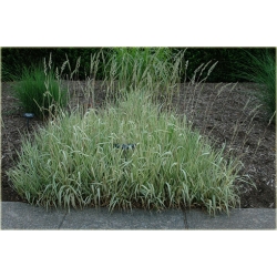 trawa Mozga trzcinowata Tr22