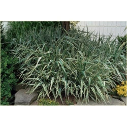 trawa Mozga trzcinowata Tr22