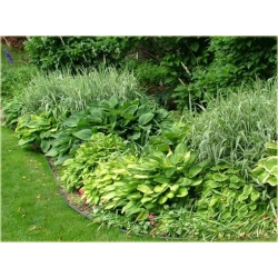 trawa Mozga trzcinowata Tr22