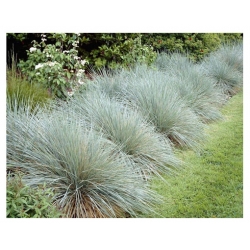 trawa Owies wiecznie zielony Tr23