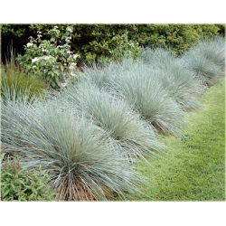 trawa Owies wiecznie zielony Tr23